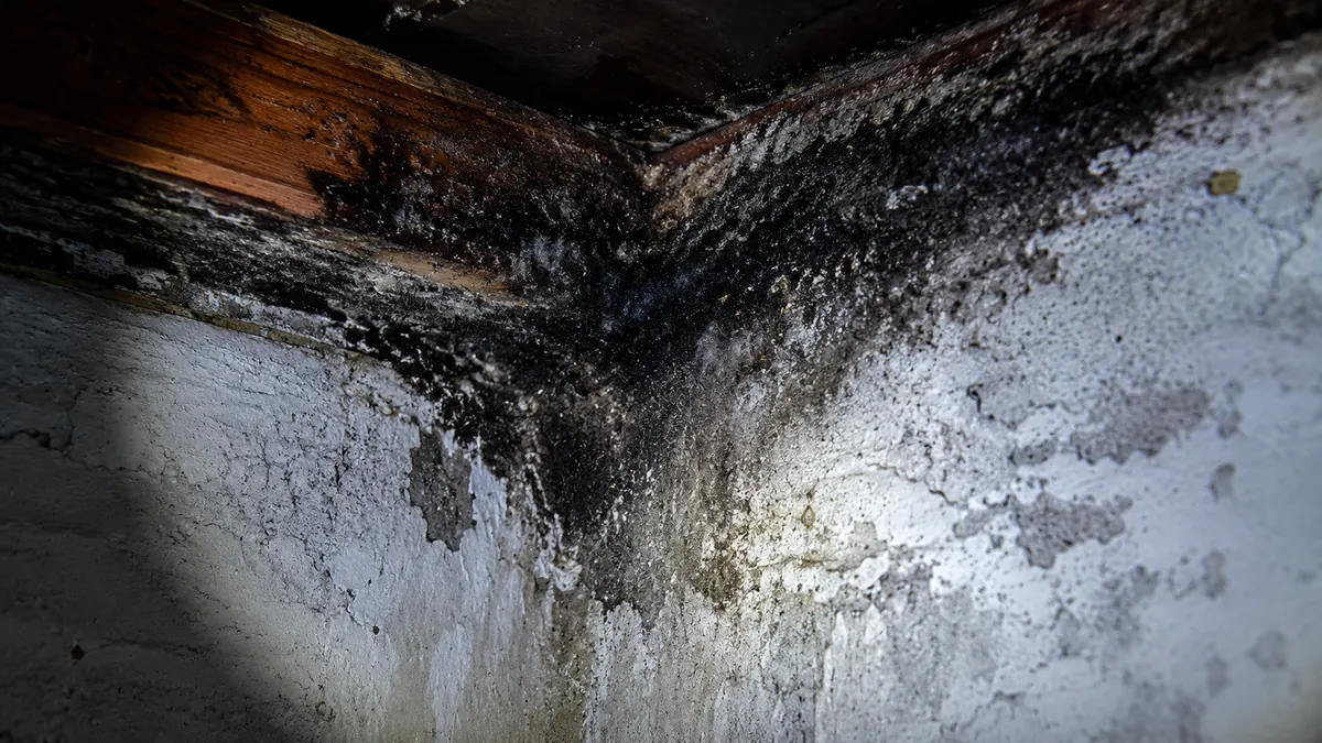 Spore-trap mold sampling cassette being held near a basement wall